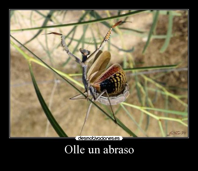 Olle un abraso -