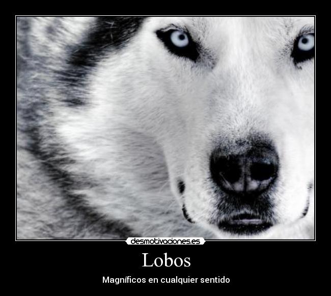 Lobos - 
