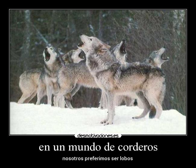 en un mundo de corderos - nosotros preferimos ser lobos