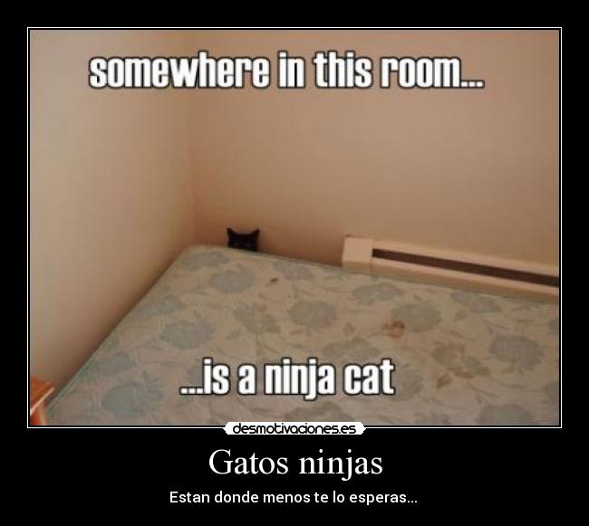 Gatos ninjas - Estan donde menos te lo esperas...