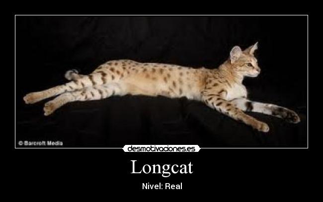 Longcat - 