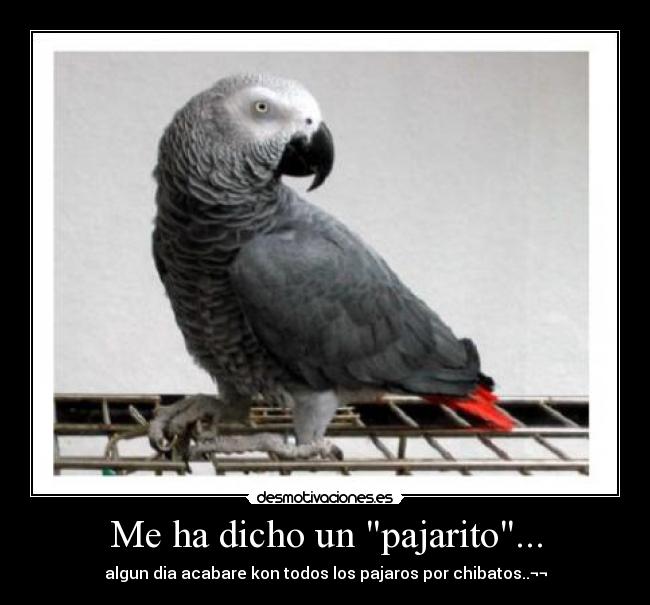Me ha dicho un pajarito... - 