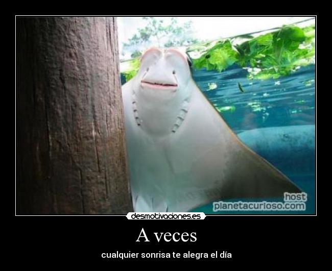 carteles manta raya sonrisa desmotivaciones