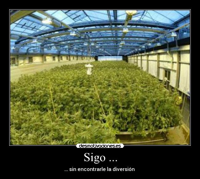 Sigo ... - 