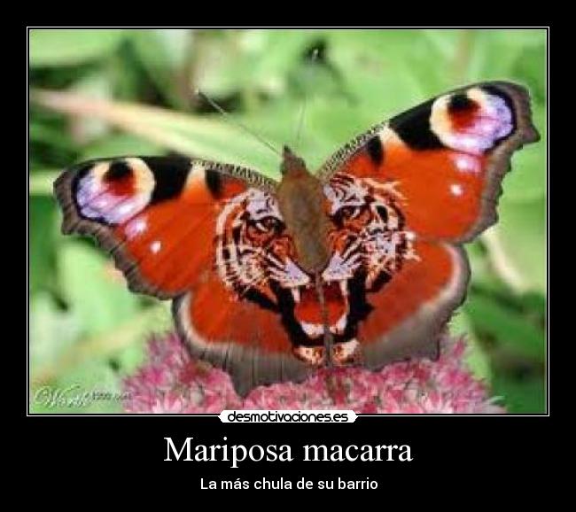 Mariposa macarra - La más chula de su barrio