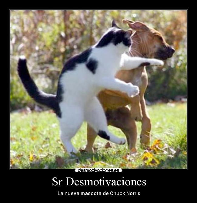 carteles desmotivaciones desmotivaciones chuck norris desmotivaciones