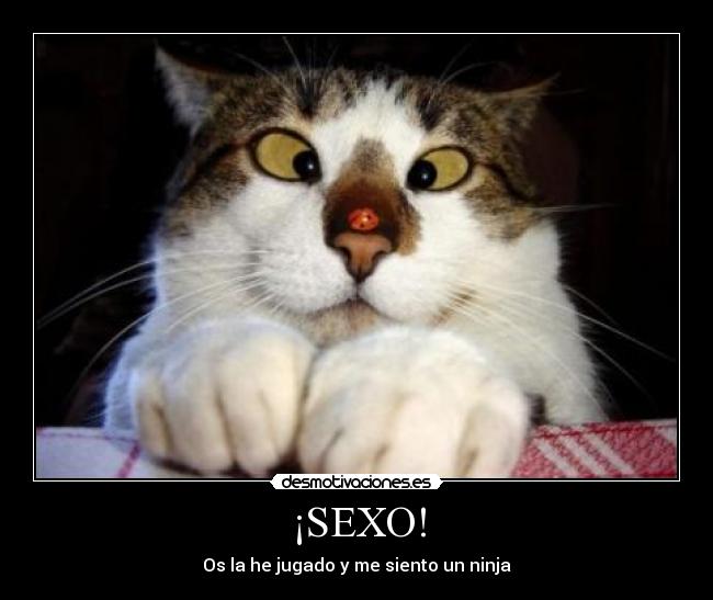 carteles sexo sexo gatos desmotivaciones