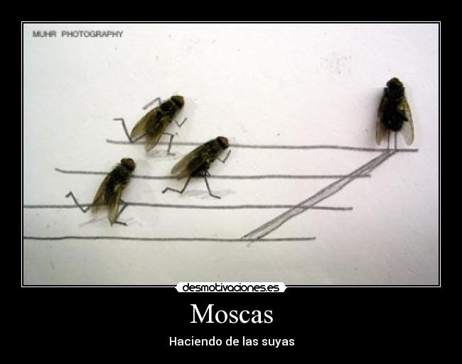 Moscas - Haciendo de las suyas