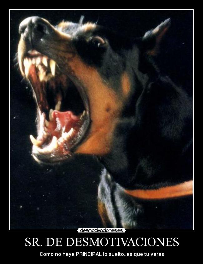 SR. DE DESMOTIVACIONES - Como no haya PRINCIPAL lo suelto..asique tu veras