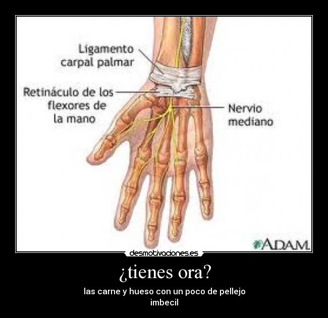 ¿tienes ora? - las carne y hueso con un poco de pellejo
imbecil
