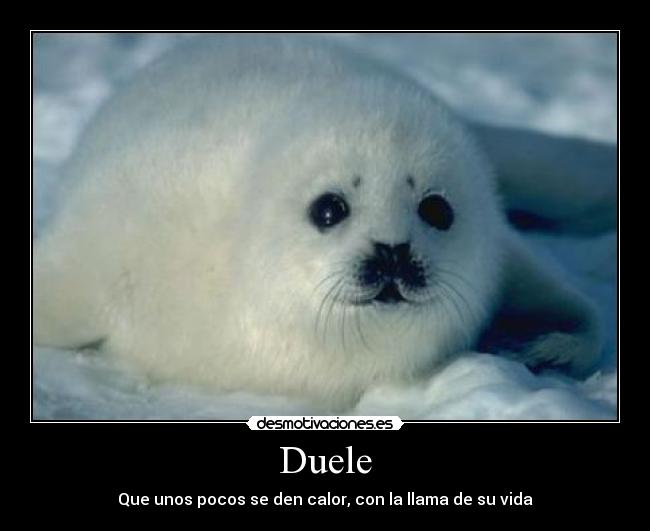 Duele - 
