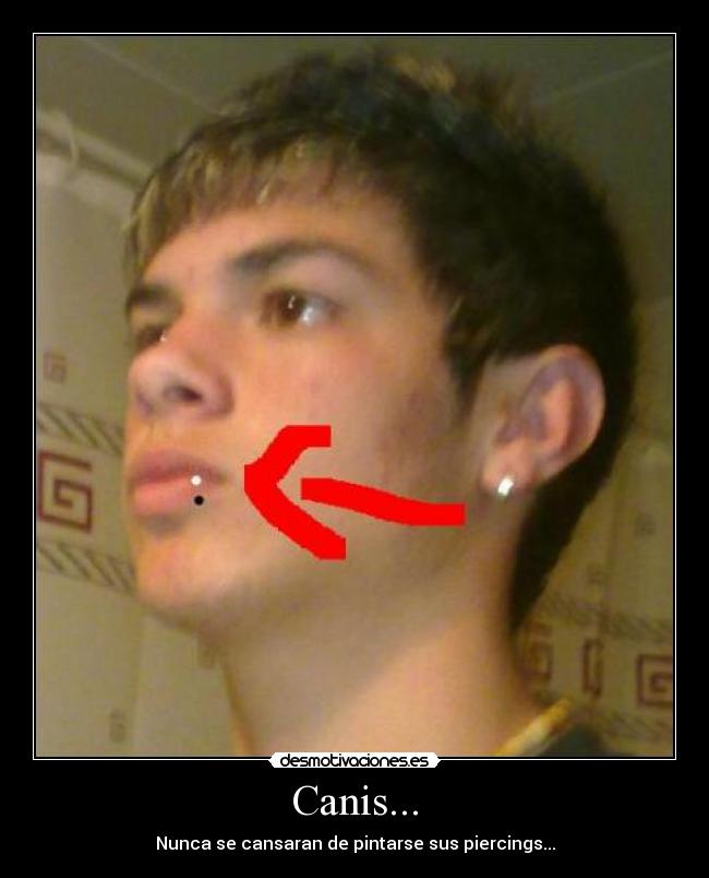 Canis... - Nunca se cansaran de pintarse sus piercings...