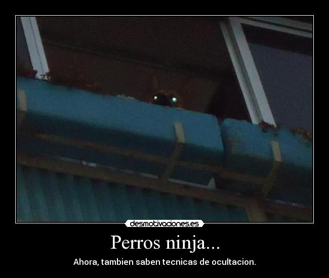 Perros ninja... -