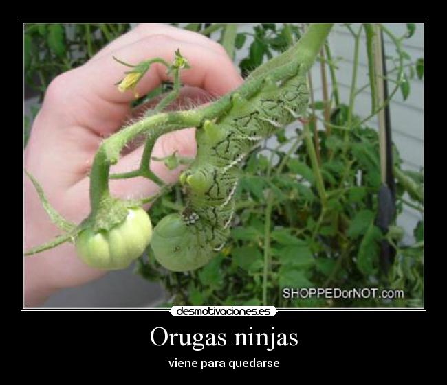 Orugas ninjas - 