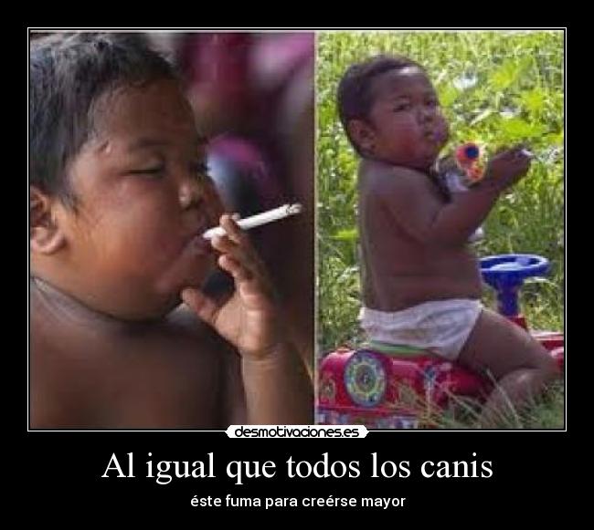 Al igual que todos los canis -