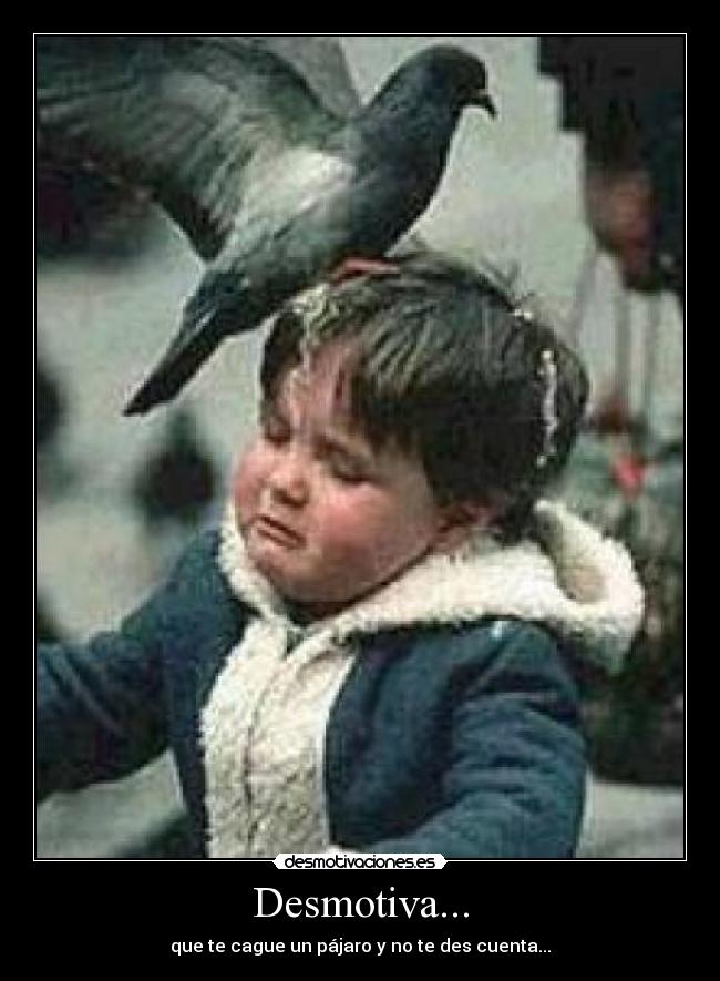 Desmotiva... - que te cague un pájaro y no te des cuenta...