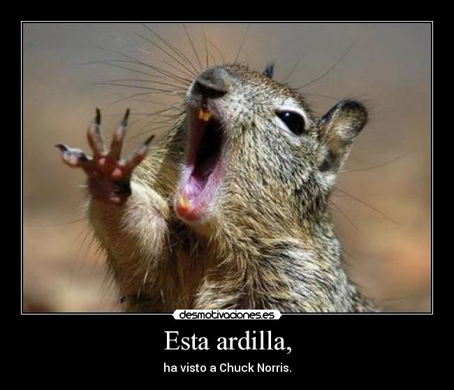 Esta ardilla, - ha visto a Chuck Norris.