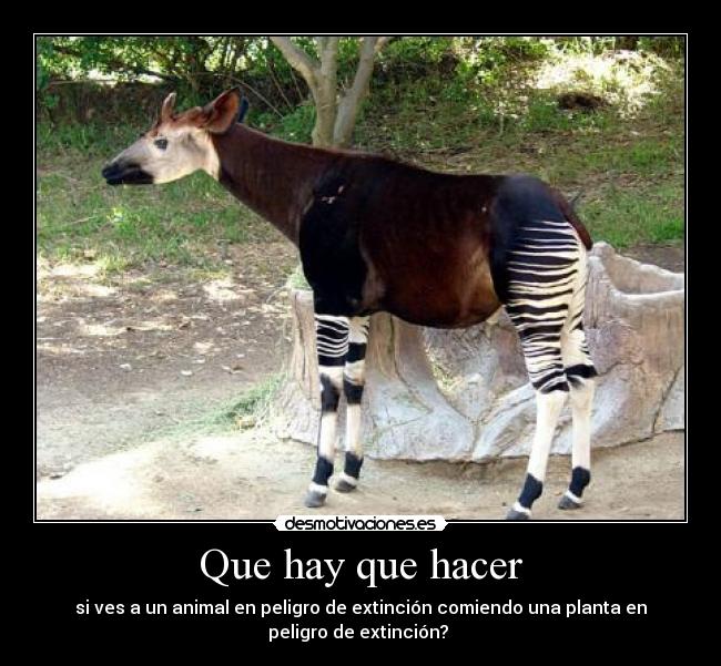 carteles extincion desmotivaciones