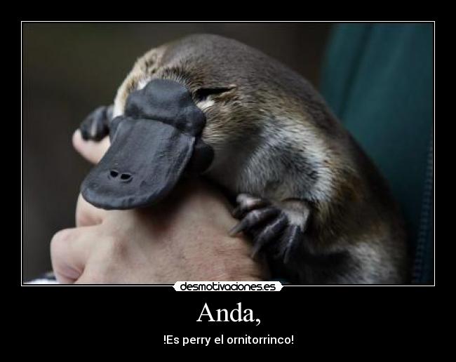 Anda, - !Es perry el ornitorrinco!