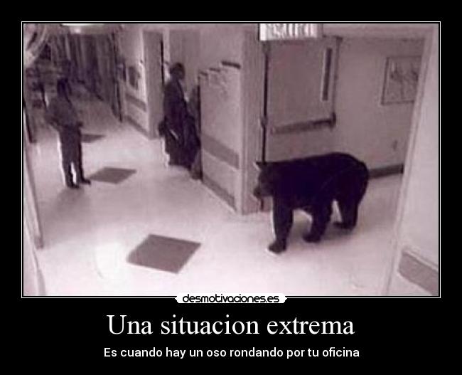 Una situacion extrema - Es cuando hay un oso rondando por tu oficina