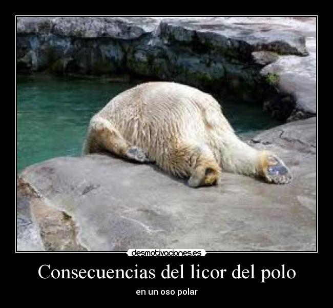 Consecuencias del licor del polo - en un oso polar