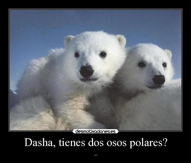 Dasha, tienes dos osos polares? -