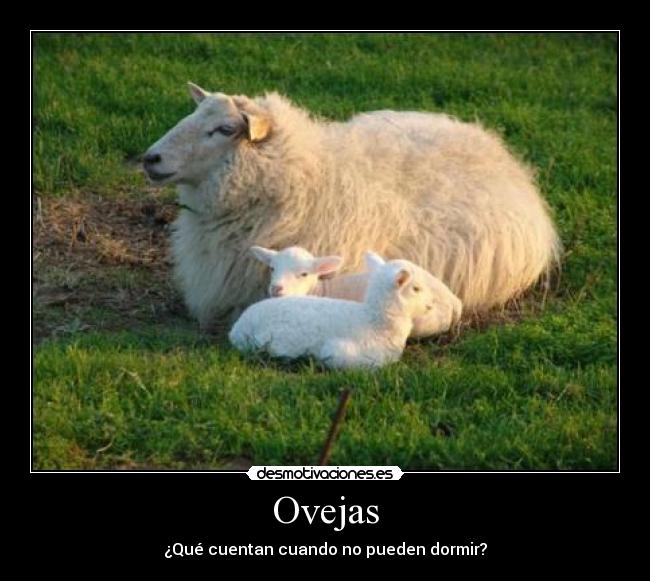 Ovejas - ¿Qué cuentan cuando no pueden dormir?