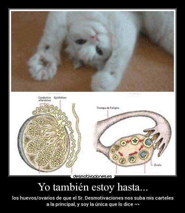 Yo también estoy hasta... - los huevos/ovarios de que el Sr. Desmotivaciones nos suba mis carteles
a la principal, y soy la única que lo dice ¬¬