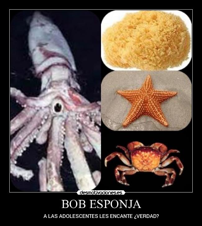BOB ESPONJA -