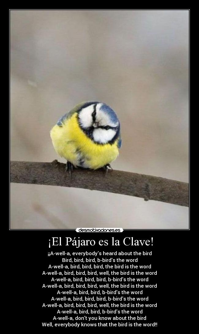 ¡El Pájaro es la Clave! -