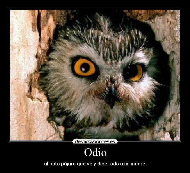 Odio - 