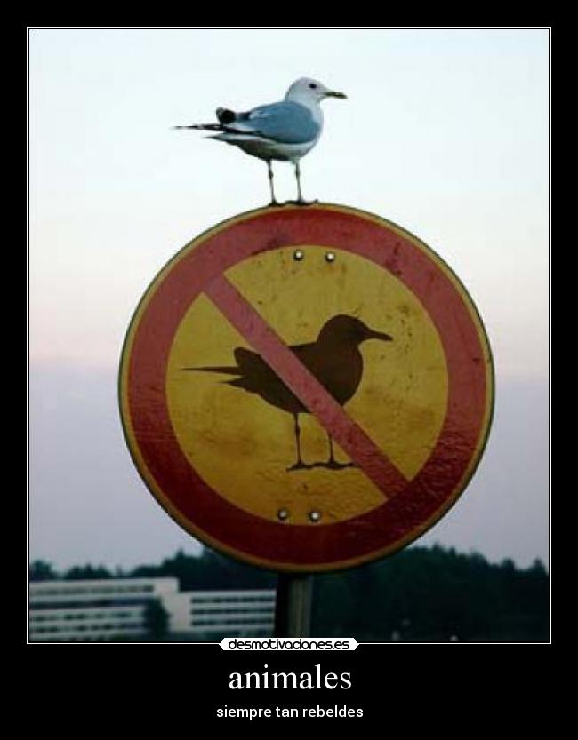 animales -