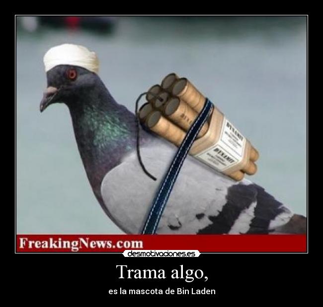 Trama algo, - es la mascota de Bin Laden