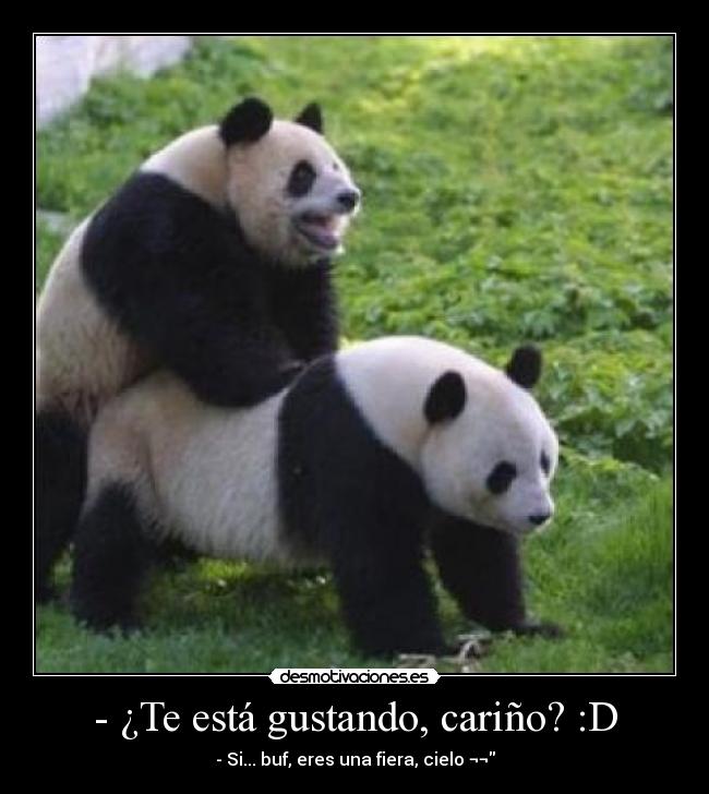 carteles oso panda conversacion sexo zoo animal desmotivaciones