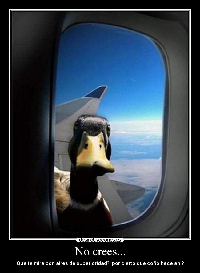 No crees... - Que te mira con aires de superioridad?, por cierto que coño hace ahi?