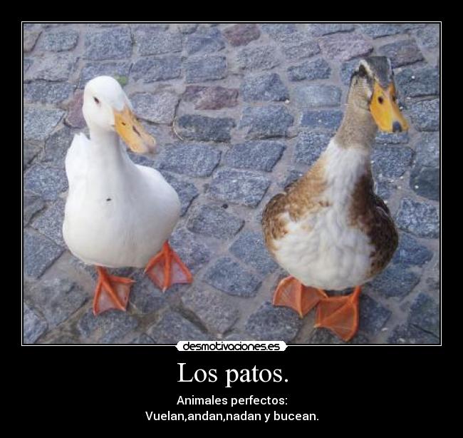 Los patos. - Animales perfectos:
Vuelan,andan,nadan y bucean.