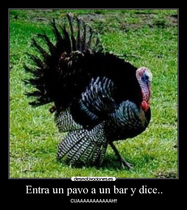 carteles chistaco pavo desmotivaciones