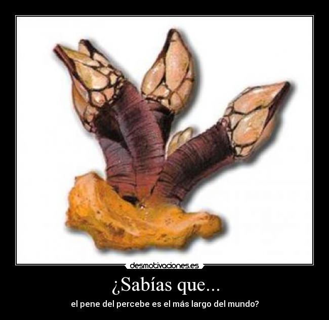 carteles percebe sabias que desmotivaciones