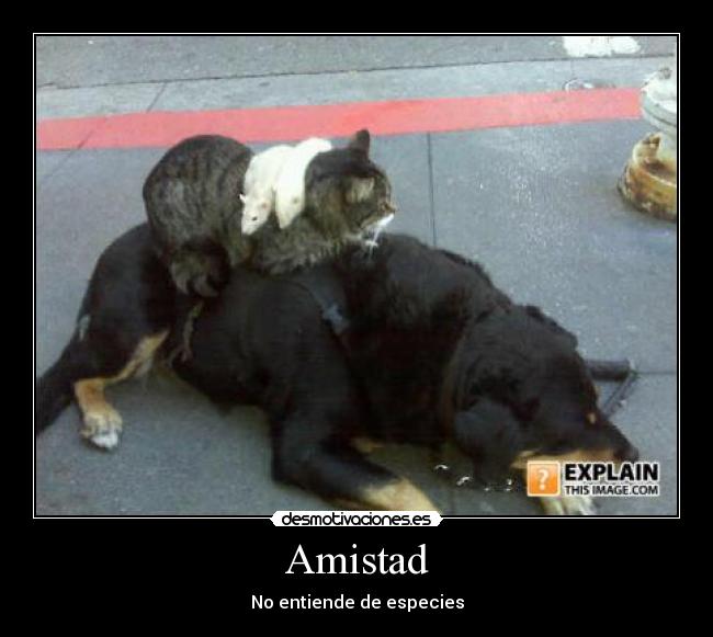 carteles amistad amistad entiende especies desmotivaciones