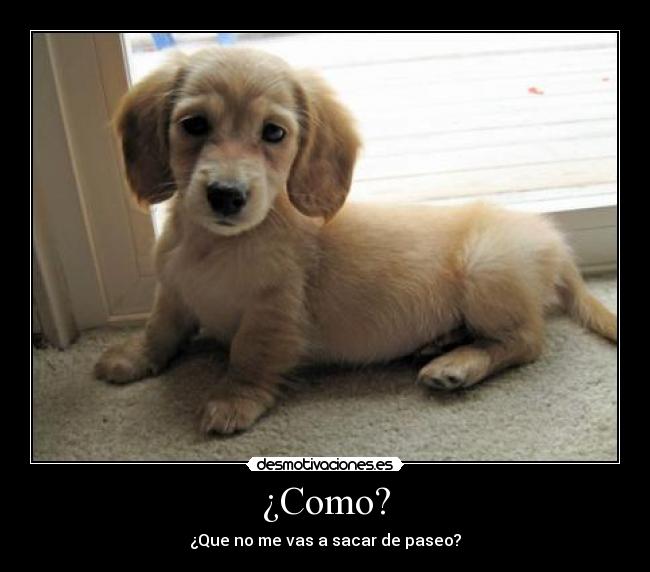 ¿Como? -