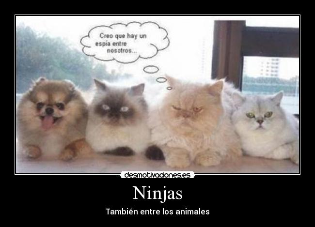 Ninjas - También entre los animales
