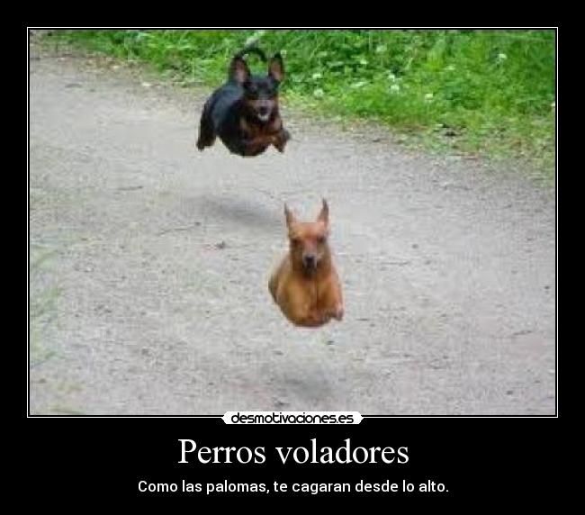 carteles perros volar desmotivaciones