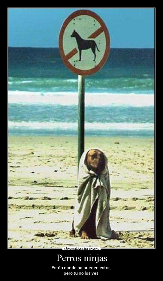 Perros ninjas -