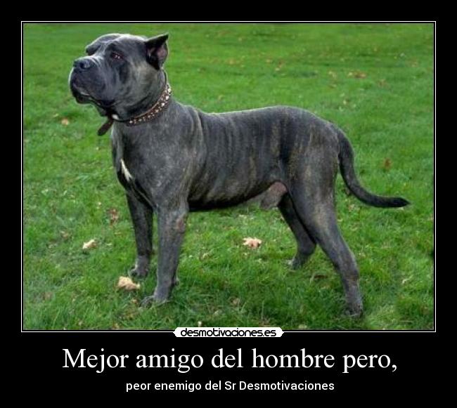 EL MEJOR PERRO DE PRESA el mejor perro de presa: