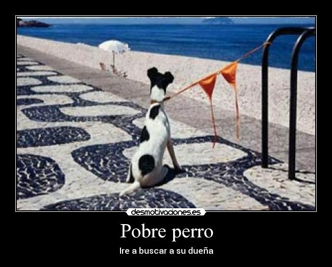 Pobre perro - 