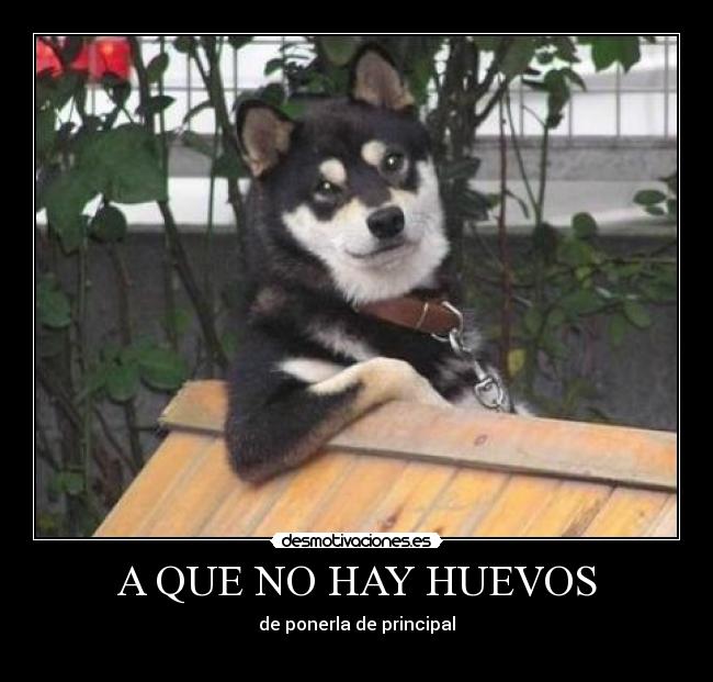 A QUE NO HAY HUEVOS - 