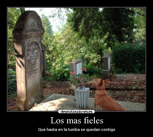 carteles fieles tumba contigo perro cementerio lapida muerto desmotivaciones