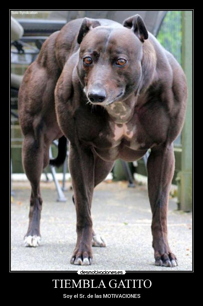 carteles sr motivaciones desmotivaciones