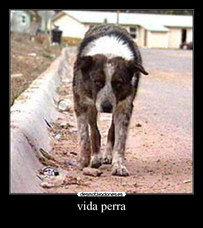 carteles vida solo desmotivaciones