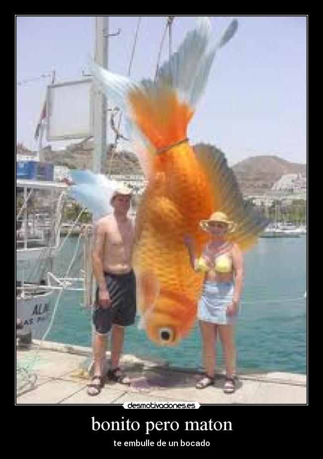 bonito pero maton -